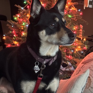 Fundraising Page: Carol Borom